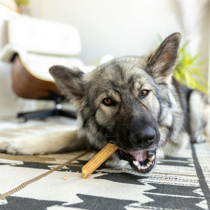 West Paw Natural Dental Sticks for Small & Medium Dogs | Parsley & Mint, 14oz (Approx. 14 Sticks)